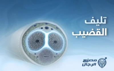 كيف يؤثر تليف القضيب في العلاقة الزوجية؟
